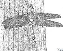 dragonfly Stranice Za Bojanje Za Štampanje